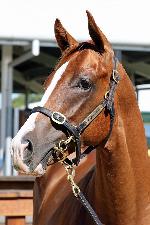 Gr3 Win for Close Relation to Our Dynamic SCISSOR KICK x MISS BAX Colt